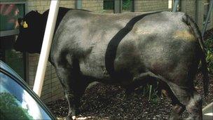 Bull looking through a hospital window