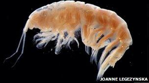 Sea Piglet, a deep water shrimp