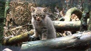 wildcat kitten ta Highland Wildlife Park