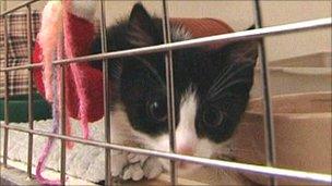 Kitten in cage at the home.