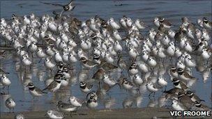 Waders on Guernsey