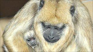 Howler monkey and her baby