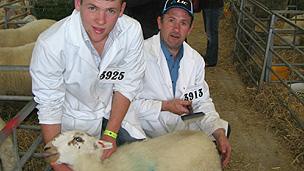 Enoc Jenkins (right) and his son from Talybont, Ceredigion, preparing their Welsh Mountain sheep for judging