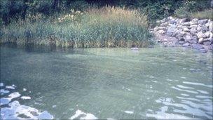 The blue-green algal bloom on Llyn Coron