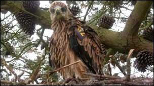 Red kite chick