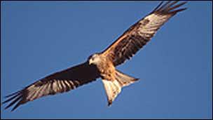 Red kite