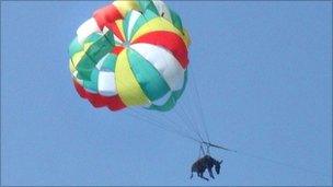 Picture taken on July 9, 2010 shows a donkey attached to a parachute flying over a beach in Golubitskaya.