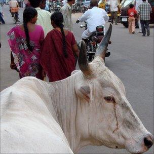 Cattle on Delhi streets