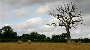 Farmland