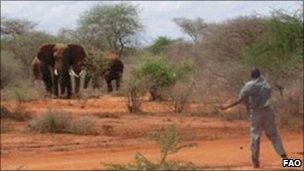 A man throwing stones at charging elephants