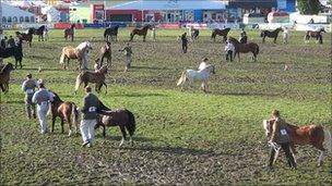 Judging in the main ring