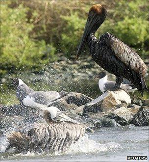 Oil-stained pelican