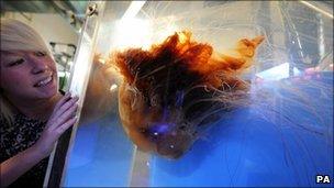 Lion's Mane jellyfish at The Deep