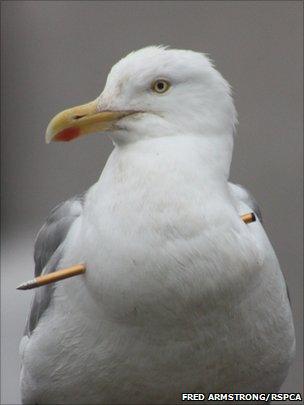 Seagull shot with crossbow