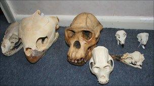 Animal Skulls