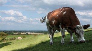 Cow in field