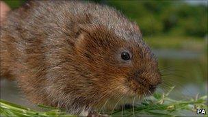 Water vole