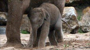 Nayan the baby elephant