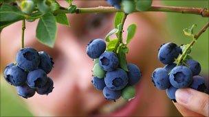 Blueberry picker plucks fruit from a bush