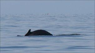 Humpback whale