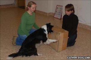 Dog doing door-opening task (Image: Clever Dog Lab)