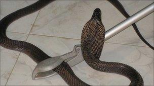 Cobra recovered by Jaipur police