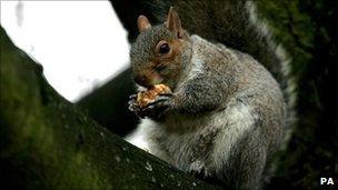 Grey squirrel