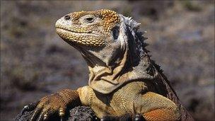 Land iguana in the Galapagos Islands