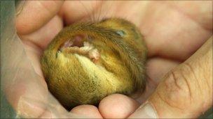 Baby dormouse