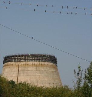 Swallows in Chernobyl (Image: Tim Mousseau)