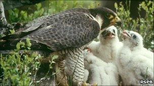 Peregrine falcon feeding chicks Photo: Chris Gomersall (Rspb-images.com)