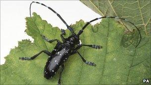 Citrus longhorn beetle