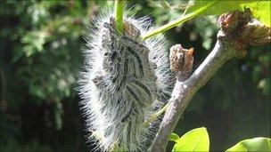 The caterpillar of the oak processionary moth