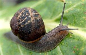 Snail