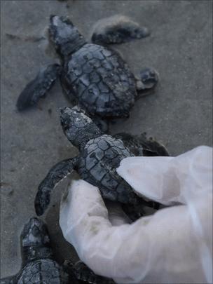 Kemp's Ridley turtle hatchlings