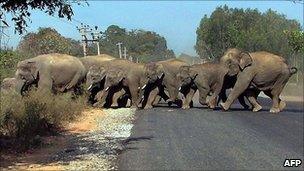 Herd of elephants near Bangalore