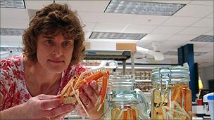 Dr Martha Nizinski measures a crab