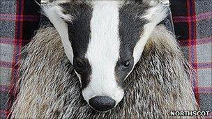 Badger sporran. Pic: Northscot