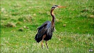 Purple heron