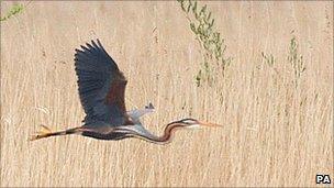 Adult purple heron flying at Dungeness