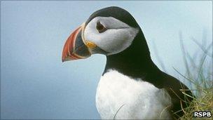 Puffin [Pic: RSPB]