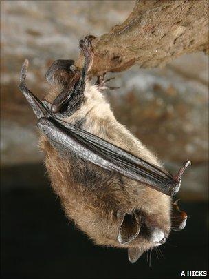 Bat with white-nose syndrome (Image: Alan Hicks)