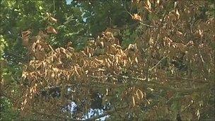 Withered elm leaves