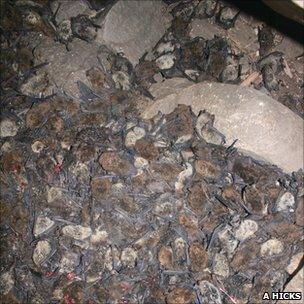 Bodies of dead bats, killed by white-nose syndrome (Image: Alan Hicks)