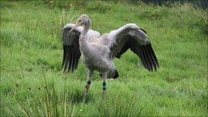 Crane at Slimbridge