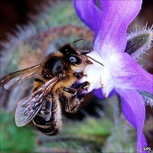 Bee on a flower (Image: SPL)