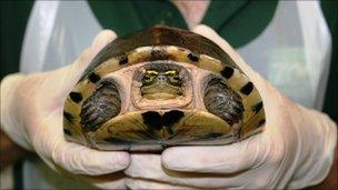 Keeper holding turtle - Bristol Zoo