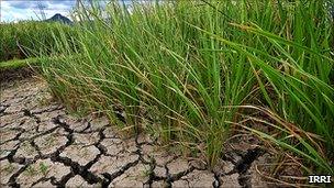 Rice in drought field