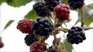 Blackberries