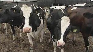 Herd of dairy cows